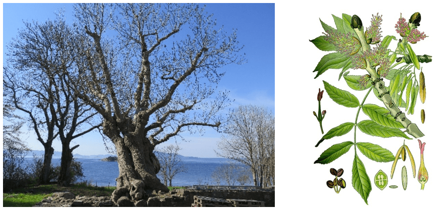 Grønt&shy;anlegg og kultur&shy;minner i vekst 10