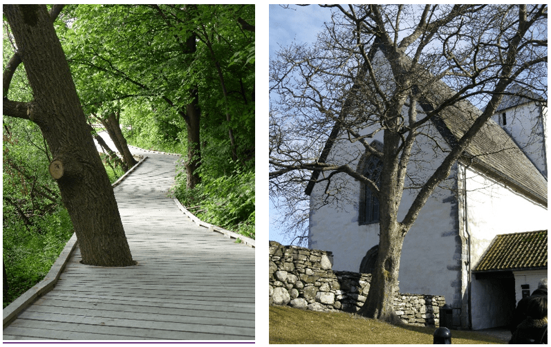 Grønt&shy;anlegg og kultur&shy;minner i vekst 13