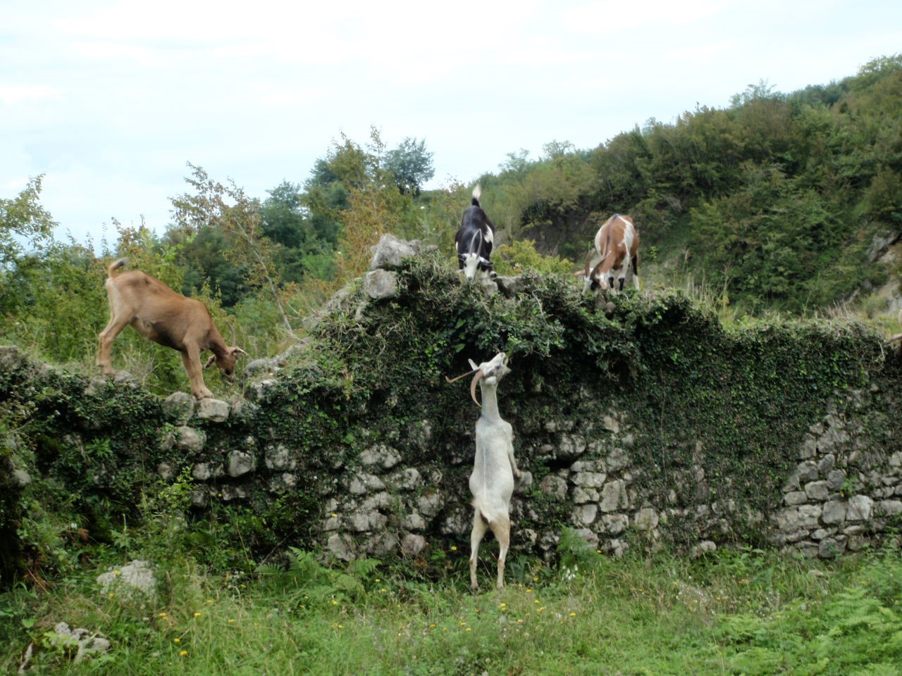 Konservering av middelalder­ruiner 7