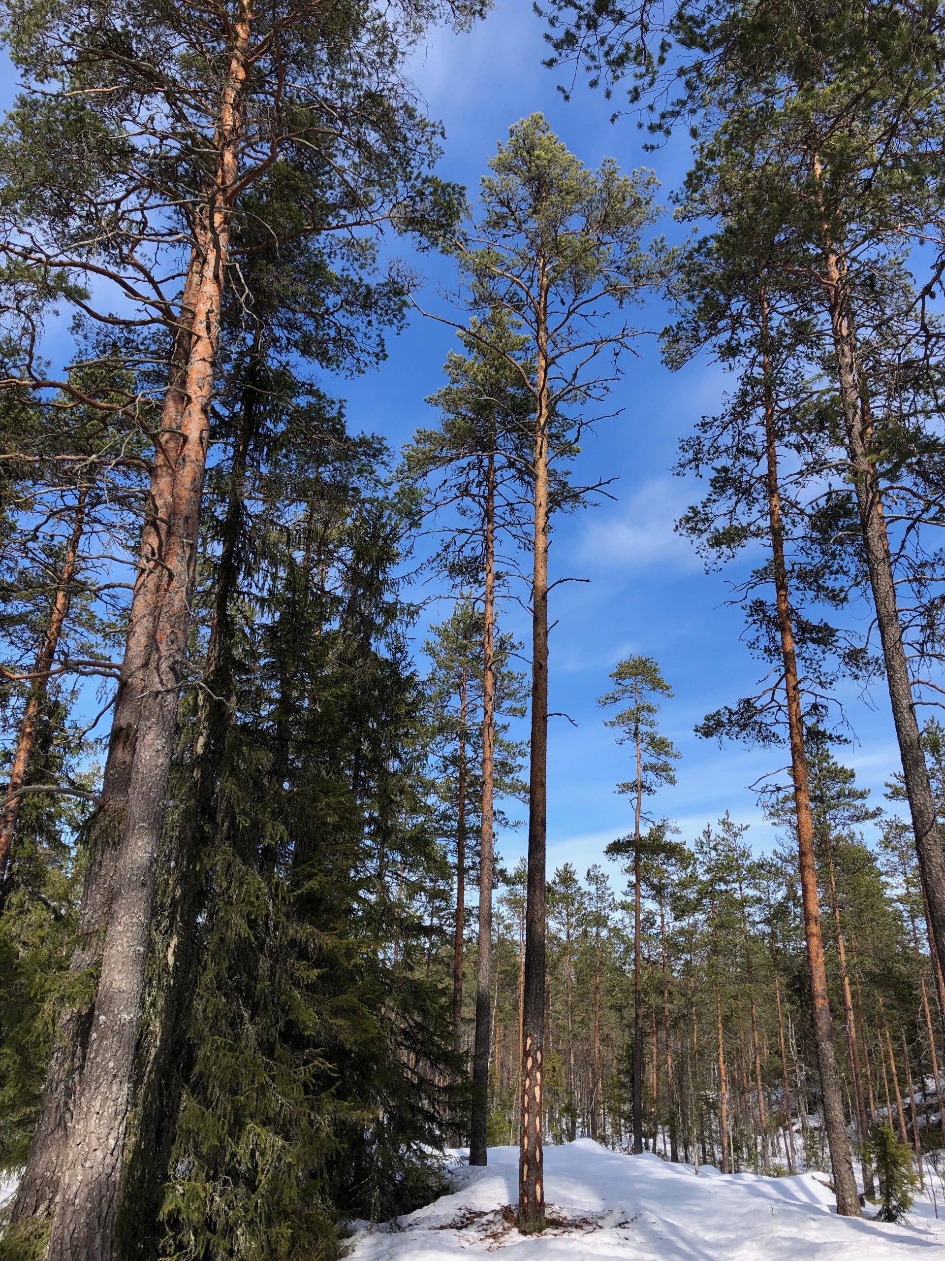 Material&shy;kvalitet: treverk 2