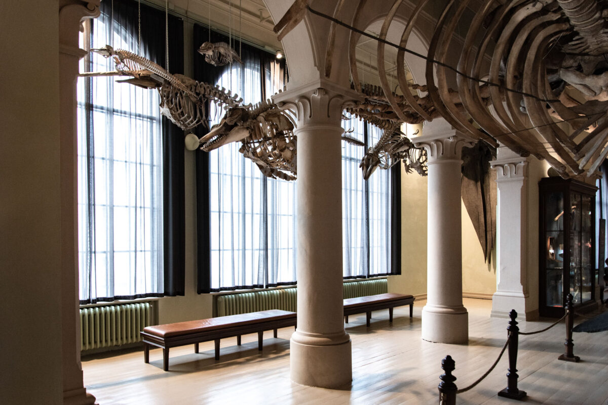 Nytt liv i historisk museum 9