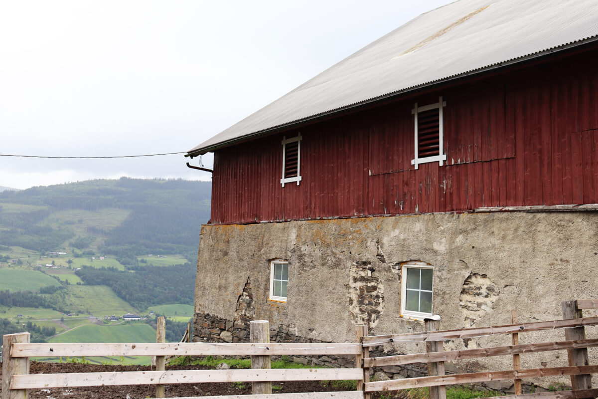 Mjølkerobot i 1700-talsfjøs 6