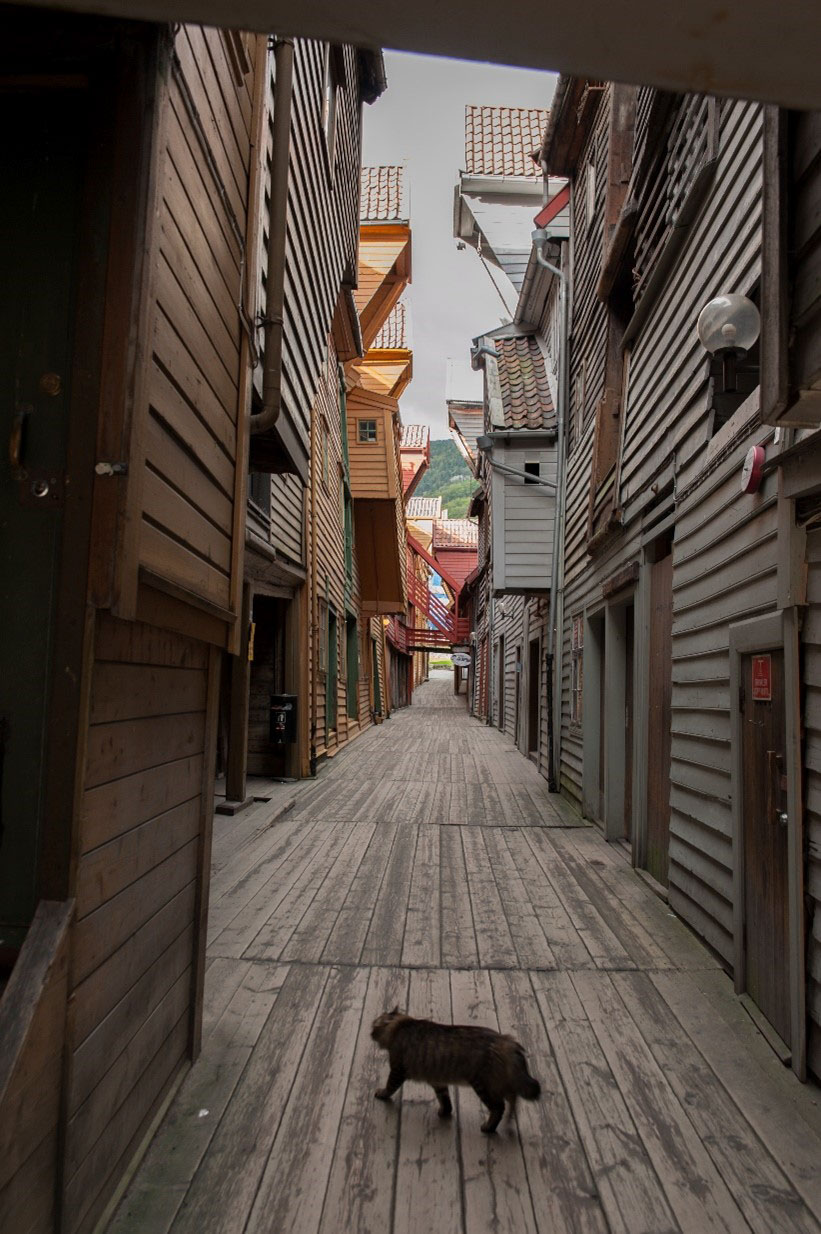 Klimatilpassingstiltak og miljøovervaking på Bryggen i Bergen 7