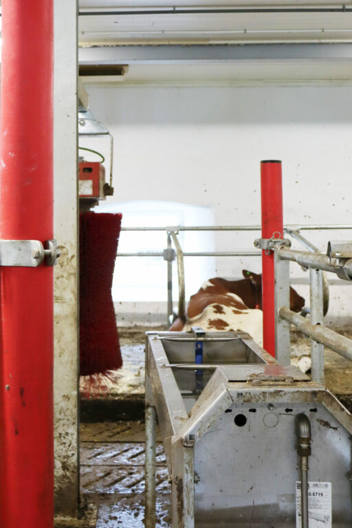 Mjølkerobot i 1700-talsfjøs 8