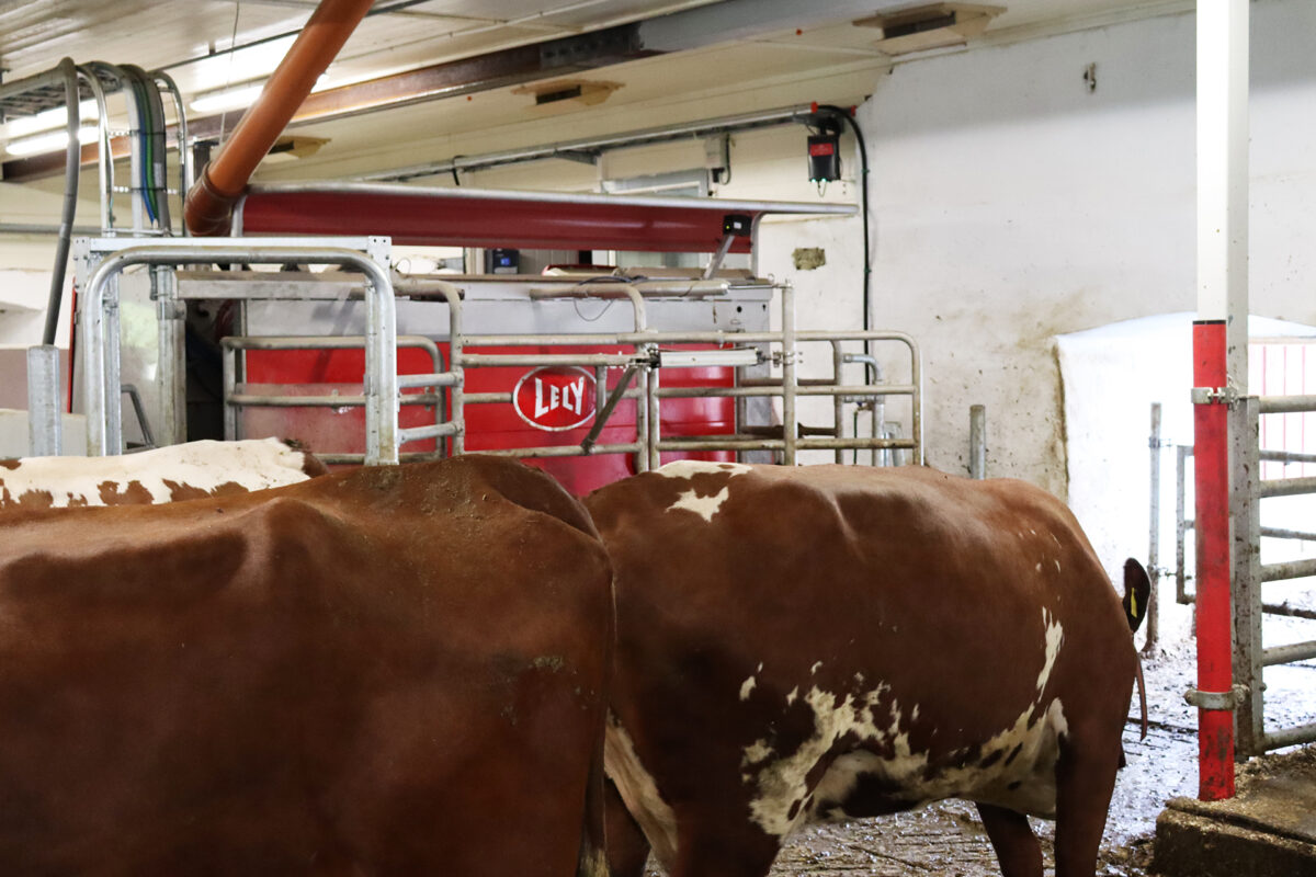 Mjølkerobot i 1700-talsfjøs 7